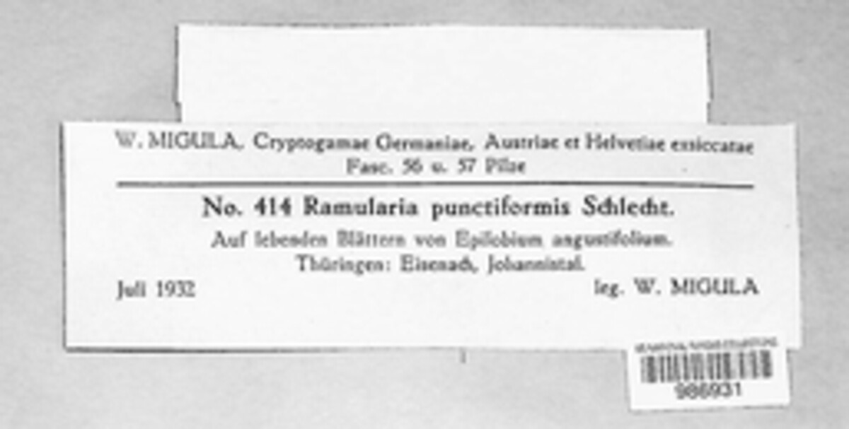 Phaeoramularia punctiformis image